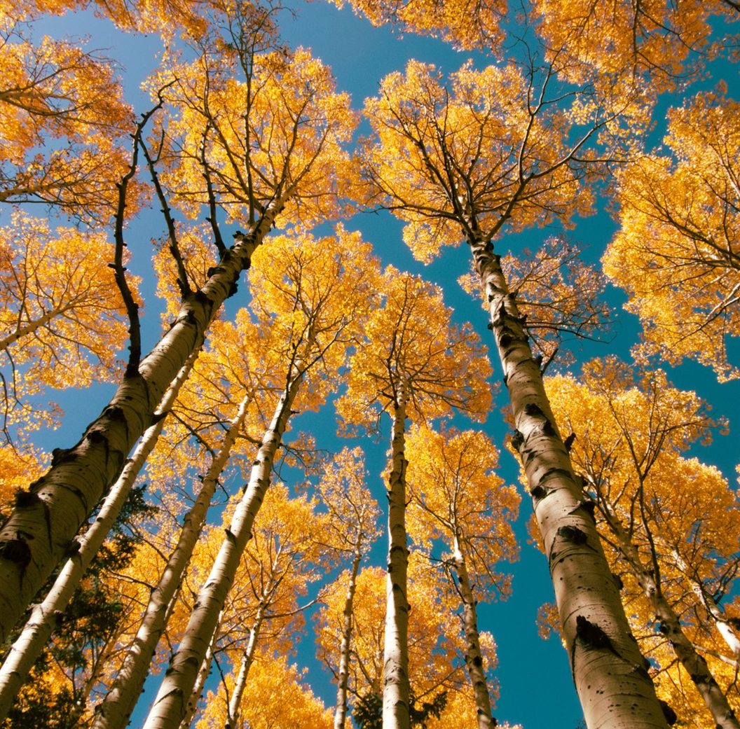Looking straight up through a stand of aspens in autumn, white trunks rising to golden leaves against a deep blue sky, near Flagstaff, Arizona.