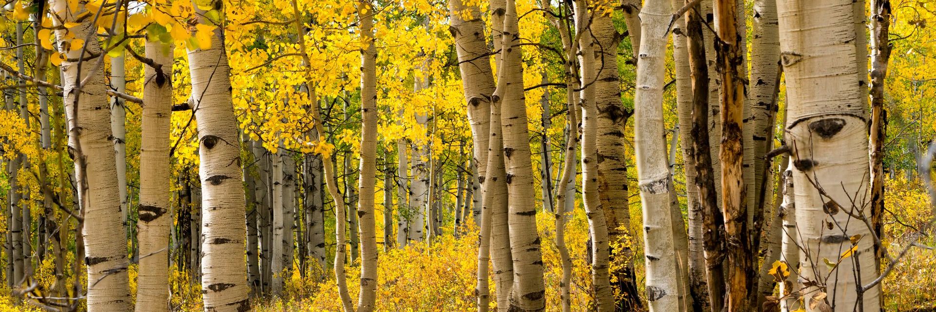 A stand of aspens in autumn, white trunks against yellow leaves, in the forest around Flagstaff, Arizona.