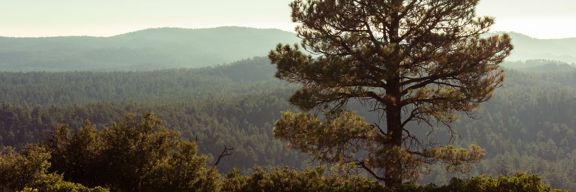 A lone ponderosa pine above layered, hazy ridges of forest in the high country around Flagstaff, Arizona.